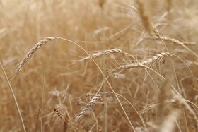 آیین شکرگزاری برداشت گندم در مراغه