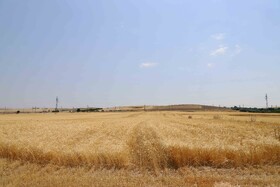 پیش‌بینی برداشت ۶۰ هزار تن گندم در هندیجان/ آتش زدن بقایای گیاهی موجب تضعیف خاک می‌شود