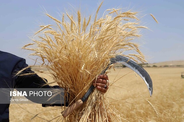 خرید بیش از ۳۳۰ هزار تن گندم تا پایان شهریور در زنجان