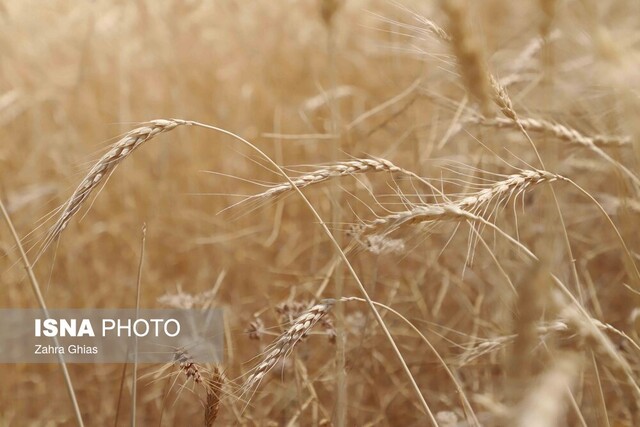 تخصیص ۳۰۰۰ تن گندم خارجی به استان زنجان