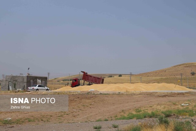 ۱۲۰ هزار تن گندم در بوشهر برداشت می‌شود