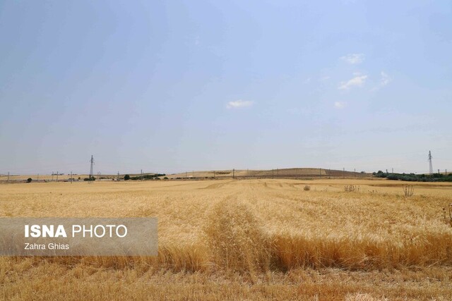 عکس تزئینی است هشدار نسبت به شیوع علف هرز خردل برگمومی در مزارع گندم استان زنجان