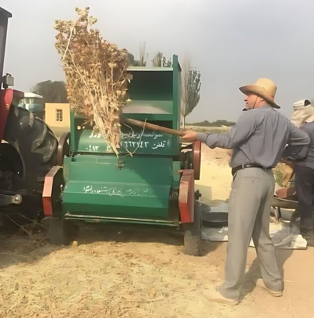 آغاز برداشت گلرنگ در اراضی کم‌بازده آذربایجان شرقی