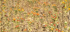 آغاز کشت گلرنگ در دهلران