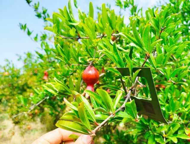 استفاده از عوامل بیولوژیک در باغات انار جلفا