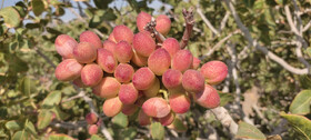 شهرستان یامچی قطب تولید پسته در آذربایجان شرقی است