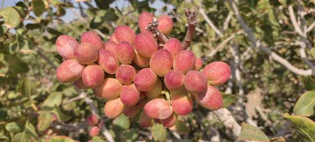 شهرستان یامچی قطب تولید پسته در آذربایجان شرقی است