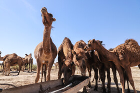 اجرای طرح پرورش شتر در زابل