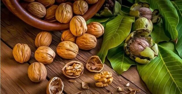 پیش‌بینی برداشت ۲۰  هزار تن گردو در آذربایجان‌شرقی طی سال‌جاری
