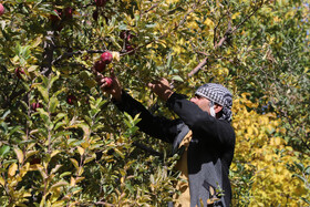 برداشت سیب از باغات مراغه