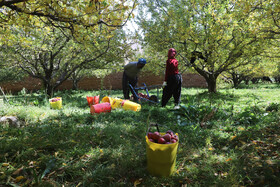 برداشت سیب از باغات مراغه