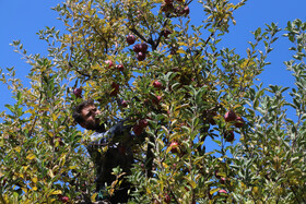 برداشت سیب از باغات مراغه