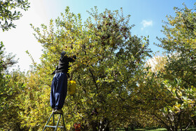 برداشت سیب از باغات مراغه