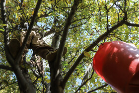 برداشت سیب از باغات مراغه