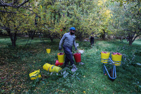 برداشت سیب از باغات مراغه