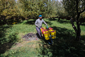 برداشت سیب از باغات مراغه