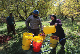 برداشت سیب از باغات مراغه