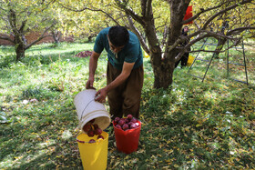 برداشت سیب از باغات مراغه