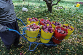 برداشت سیب از باغات مراغه