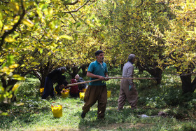 برداشت سیب از باغات مراغه