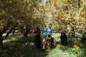 برداشت سیب از باغات مراغه