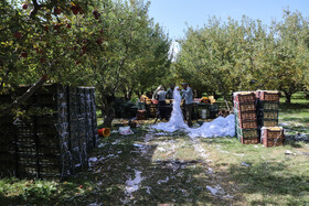 برداشت سیب از باغات مراغه