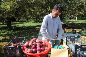 برداشت سیب از باغات مراغه