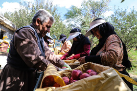 برداشت سیب از باغات مراغه