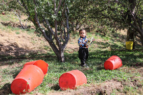 برداشت سیب از باغات مراغه