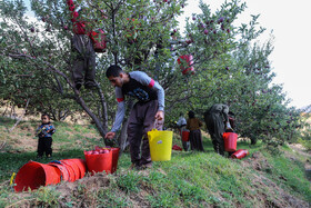 برداشت سیب از باغات مراغه
