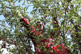 برداشت سیب از باغات مراغه