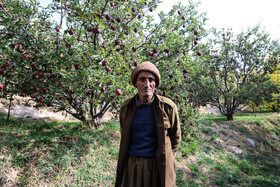 برداشت سیب از باغات مراغه