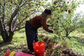 برداشت سیب از باغات مراغه