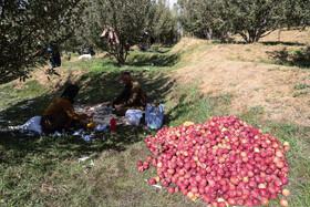 برداشت سیب از باغات مراغه