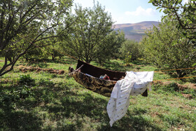 برداشت سیب از باغات مراغه