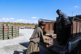 برداشت سیب از باغات مراغه