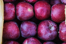 برداشت سیب از باغات مراغه