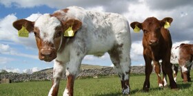 افزایش تلقیح مصنوعی دام در آذربایجان شرقی