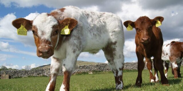 افزایش تلقیح مصنوعی دام در آذربایجان شرقی