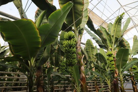 بازدید وزیر اقتصاد از واحد های صنعتی و گلخانه‌ای منطقه آزاد ارس