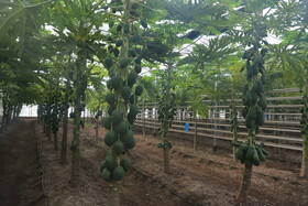 بازدید وزیر اقتصاد از واحد های صنعتی و گلخانه‌ای منطقه آزاد ارس