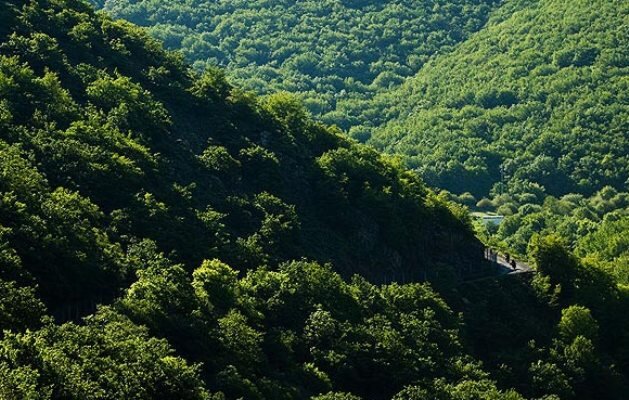 ضرورت مهار جست‌زایی در جنگل‌های ارسباران