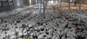 آغاز مرحله جدید تولید قراردادی گوشت مرغ در آذربایجان شرقی به منظور تثبیت بازار