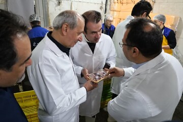 کشتار روزانه ۴۵۰ تن مرغ در آذربایجان شرقی