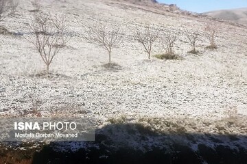 خسارت سرمازدگی به ۵۰ تا ۱۰۰ درصد محصولات سردرختی اهر