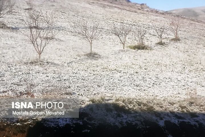 خسارت سرمازدگی به ۵۰ تا ۱۰۰ درصد محصولات سردرختی اهر