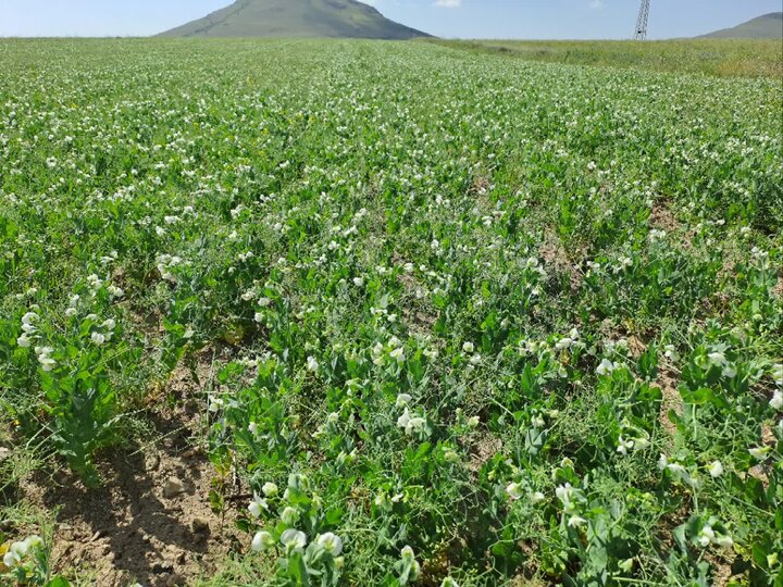 آذربایجان شرقی سالانه بیش از یک میلیون و ۱۰۰ هزار تن محصول علوفه‌ای تولید می‌کند