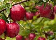 سیب مراغه در مسیر سیاست‌گذاری منسجم برای تولید، بازار و صادرات