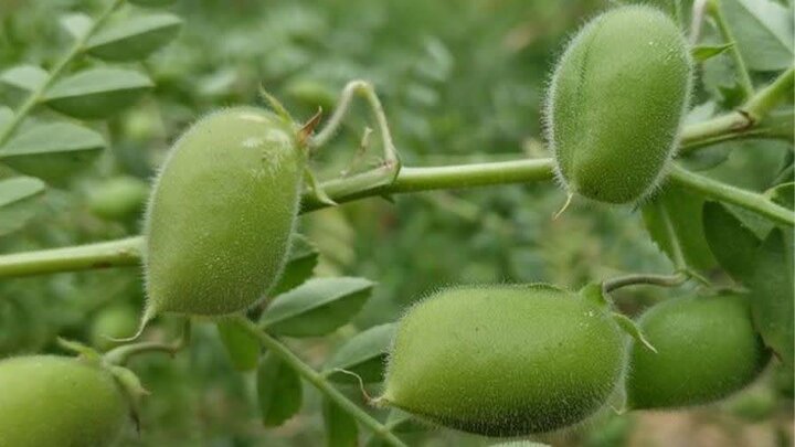 شتاب در توسعه کشت نخود دیم؛ ۳۵ هزار هکتار اراضی آذربایجان‌شرقی زیر کشت می‌رود