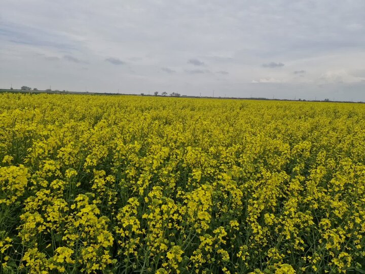 انجام عملیاتِ داشت در ۳۰۰۰ هکتار از مزارع کلزای آذربایجان شرقی